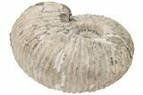 Bumpy Ammonite (Douvilleiceras) Fossil - Huge Example! #200348-2